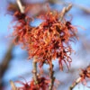 Orange Zaubernuß Jelena 60-80cm - Hamamelis Intermedia 1 Orange Zaubernuß Jelena 60-80cm - Hamamelis Intermedia -NR-01 Verkäufe Hamamelis intermediaJelena 2