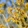 Zaubernuß Westerstede 100-125cm - Hamamelis Intermedia 2 Zaubernuß Westerstede 100-125cm - Hamamelis Intermedia -NR-01 Verkäufe Hamamelis intermediaWesterstede 1