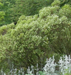 10x Buchsblättrige Strauchveronika - Hebe Buxifolia