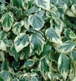 Buntblättriger Kaukasischer Strauch Efeu 40-60cm - Hedera Colchica