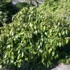 Kaukasischer Strauch Efeu 30-40cm - Hedera Colchica Arborescens 1 Kaukasischer Strauch Efeu 30-40cm - Hedera Colchica Arborescens -NR-01 Verkäufe Hedera colchicaArborescens