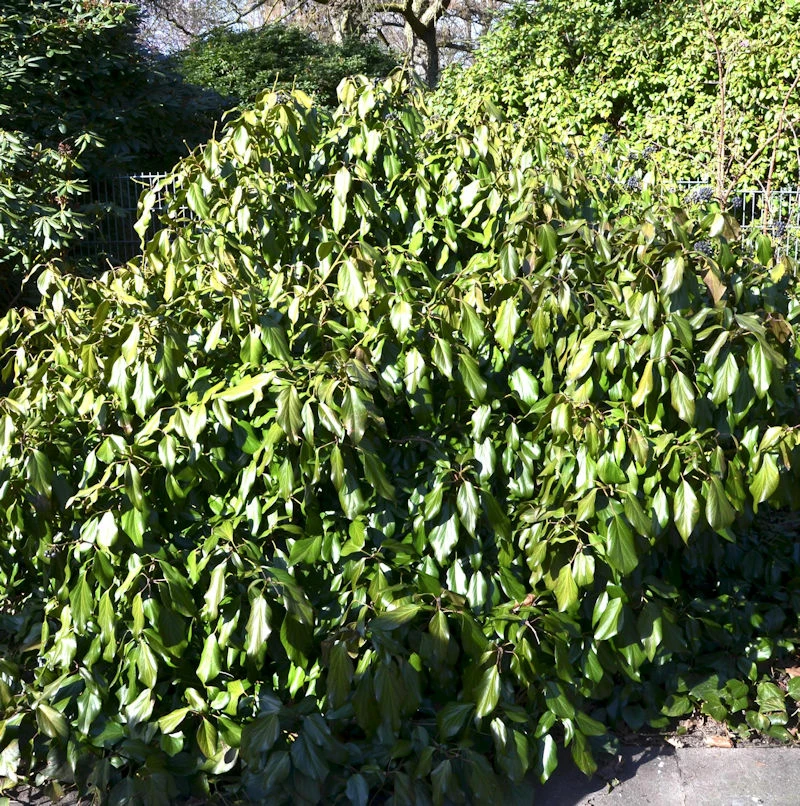 Kaukasischer Strauch Efeu 30-40cm - Hedera Colchica Arborescens 3 Kaukasischer Strauch Efeu 30-40cm - Hedera Colchica Arborescens