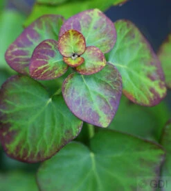 Zwergefeu Arbori Compact 60-80cm - Hedera Helix