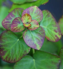 Zwergefeu Arbori Compact 30-40cm - Hedera Helix