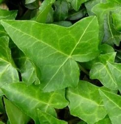 10x Efeu Heron 15-20cm - Hedera Helix