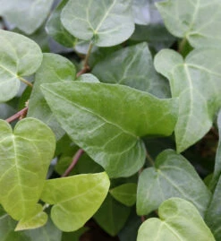 10x Efeu Mein Herz 15-20cm - Hedera Helix