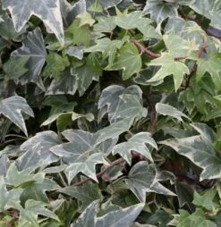 10x Efeu White Ripple 10-15cm - Hedera Helix