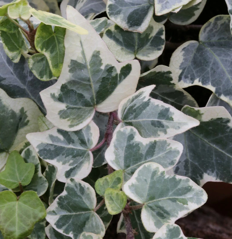 10x Efeu White Wonder 10-15cm - Hedera Helix 3 10x Efeu White Wonder 10-15cm - Hedera Helix