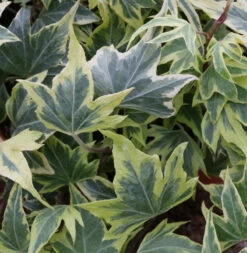 10x Efeu Yellow Ripple 10-15cm - Hedera Helix