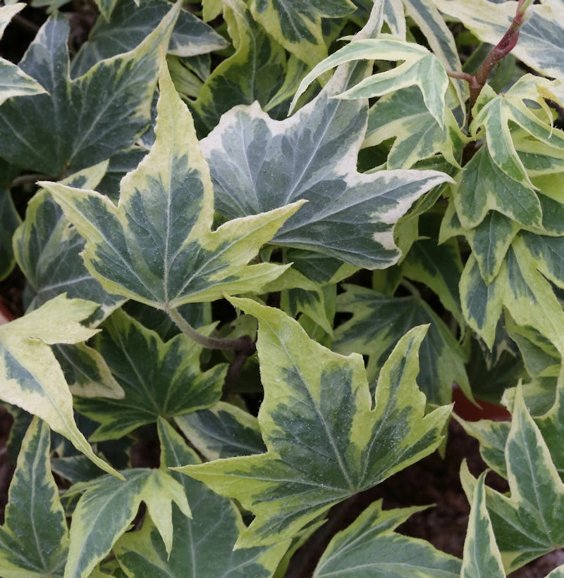 10x Efeu Yellow Ripple 10-15cm - Hedera Helix 3 10x Efeu Yellow Ripple 10-15cm - Hedera Helix