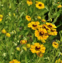 Sonnenbraut Fancy Fan - Helenium Cultorum