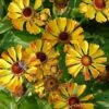 Sonnenbraut Rauchtopas - Helenium 2 Sonnenbraut Rauchtopas - Helenium -NR-01 Verkäufe Helenium Rauchtopas