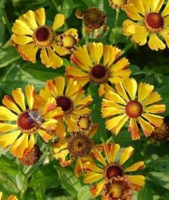 Sonnenbraut Rauchtopas - Helenium