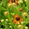 Sonnenbraut Loysder Wieck - Helenium Cultorum 1 Sonnenbraut Loysder Wieck - Helenium Cultorum -NR-01 Verkäufe Helenium cultorum Loysder Wieck