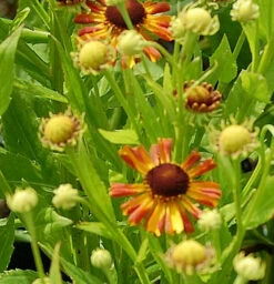 Sonnenbraut Loysder Wieck - Helenium Cultorum