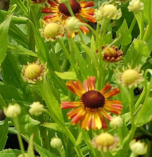 Sonnenbraut Loysder Wieck - Helenium Cultorum 3 Sonnenbraut Loysder Wieck - Helenium Cultorum