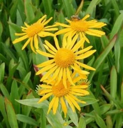 Sonnenbraut - Helenium Hoopesii
