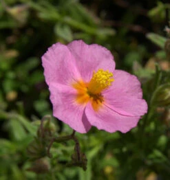 Sonnenröschen Lawrensons Pink - Helianthemum