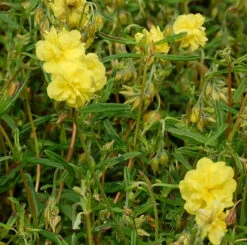 Sonnenröschen Gelbe Perle - Helianthemum