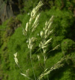 Blaustrahlhafer Pendula - Helictotrichon Sempervirens