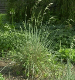 Blaustrahlhafer - Helictotrichon Sempervirens