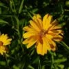 Sonnenauge Sommersonne - Heliopsis Scabra -NR-01 Verkäufe Heliopsis scabra Sommersonne