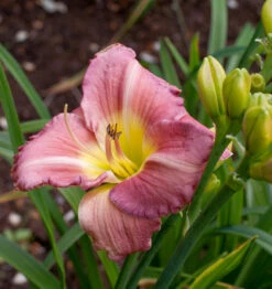 Taglilie Blue Sheen - Hemerocallis