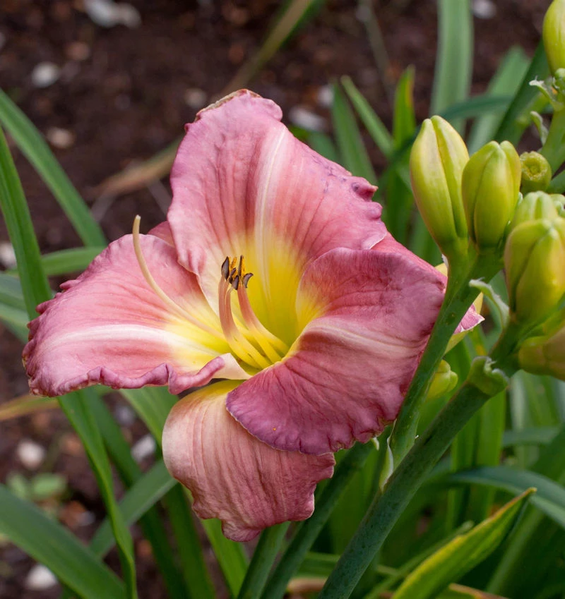 Taglilie Blue Sheen - Hemerocallis 3 Taglilie Blue Sheen - Hemerocallis