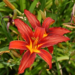 Taglilie Crimson Pirate - Hemerocallis