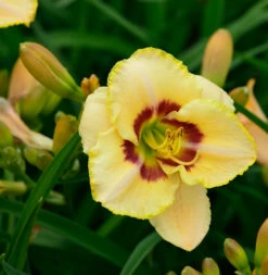 Taglilie Custard Candy - Hemerocallis Cultorum