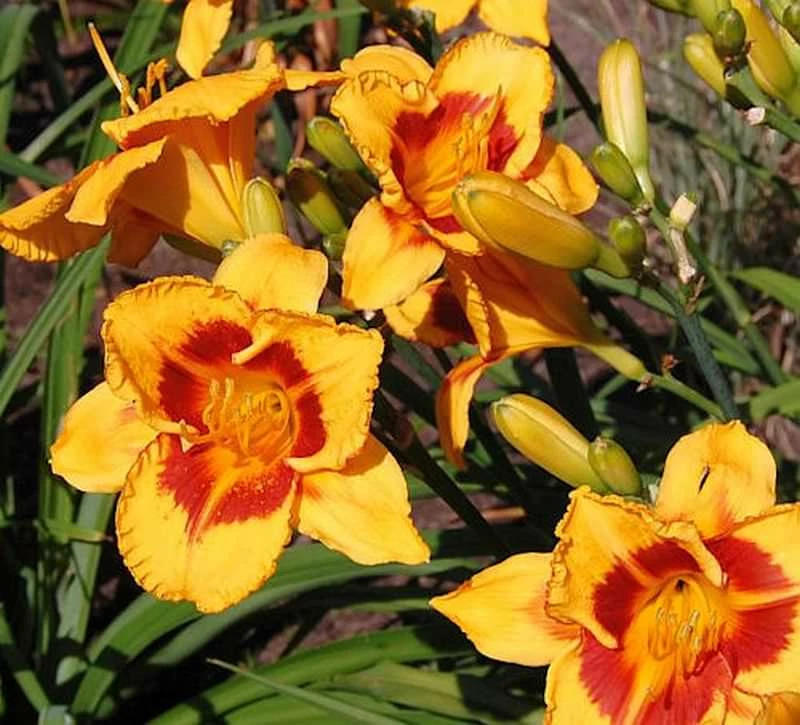 Taglilie Fooled Me - Hemerocallis 3 Taglilie Fooled Me - Hemerocallis
