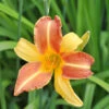 Taglilie Frans Hals - Großer Topf - Hemerocallis Cultorum 2 Taglilie Frans Hals - Großer Topf - Hemerocallis Cultorum -NR-01 Verkäufe Hemerocallis Hybrid Frances Fay