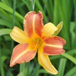 Taglilie Frans Hals - Großer Topf - Hemerocallis Cultorum