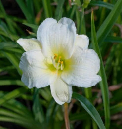 Taglilie Gentle Shepherd - Hemerocallis