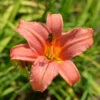 Taglilie Pink Damask - Hemerocallis 1 Taglilie Pink Damask - Hemerocallis -NR-01 Verkäufe Hemerocallis Hybrid Pink Damask
