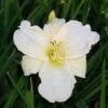 Taglilie White Temptation - Hemerocallis 2 Taglilie White Temptation - Hemerocallis -NR-01 Verkäufe Hemerocallis White Temptation