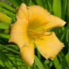 Taglilie Blond Baby - Hemerocallis Cultorum 1 Taglilie Blond Baby - Hemerocallis Cultorum -NR-01 Verkäufe Hemerocallis cultorum Blond Baby