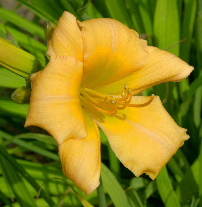 Taglilie Blond Baby - Hemerocallis Cultorum 3 Taglilie Blond Baby - Hemerocallis Cultorum
