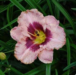 Taglilie Daring Deception - Hemerocallis Cultorum