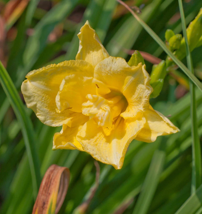 Taglilie Crimson Double River Wye - Hemerocallis Cultorum 3 Taglilie Crimson Double River Wye - Hemerocallis Cultorum
