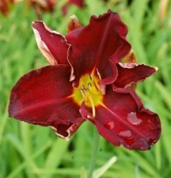 Taglilie Ed Murray - Hemerocallis Cultorum