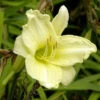 Taglilie Fragrant Treasure - Hemerocallis 2 Taglilie Fragrant Treasure - Hemerocallis -NR-01 Verkäufe Hemerocallis cultorum FragrantTreasure