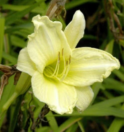 Taglilie Fragrant Treasure - Hemerocallis