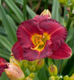 Taglilie Highland Love - Hemerocallis Cultorum