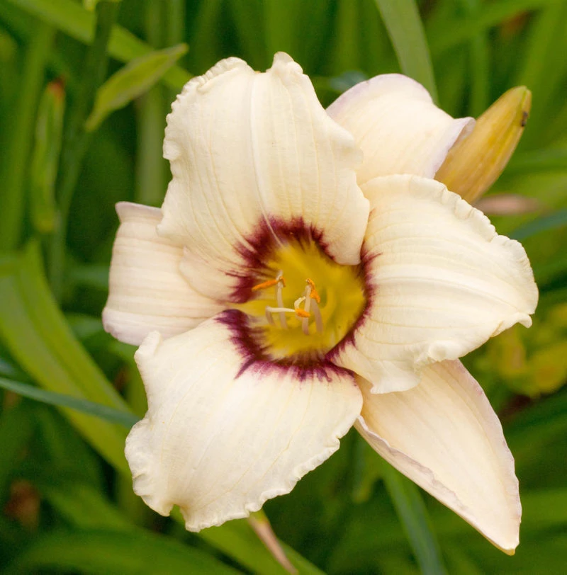 Taglilie Lynn Hall - Hemerocallis Cultorum 3 Taglilie Lynn Hall - Hemerocallis Cultorum