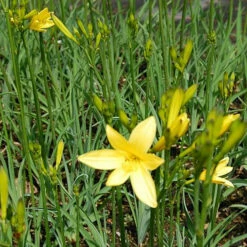 Wiesen Taglilie - Hemerocallis Lilioasphodelus