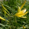 Dufttaglilie - Hemerocallis Citrina 1 Dufttaglilie - Hemerocallis Citrina -NR-01 Verkäufe Hemerocalliscitrina