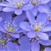 Leberblümchen - Hepatica Nobilis 1 Leberblümchen - Hepatica Nobilis -NR-01 Verkäufe Hepatica nobilis