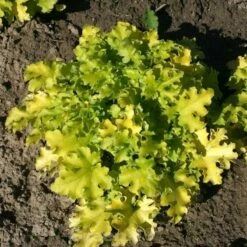 Purpurglöckchen Lime Marmalade - Heuchera Brizoides