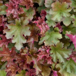 Purpurglöckchen Chocolate Ruffles - Heuchera Micrantha